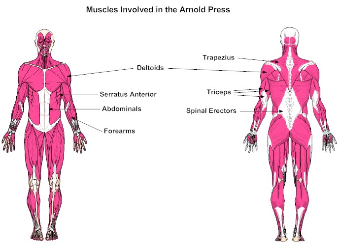 Muscles Involved in the Arnold Press